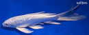 8.5" GINRIN PLATINUM OGON BUTTERFLY