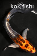 4.25" BENI KIKOKURYU BUTTERFLY