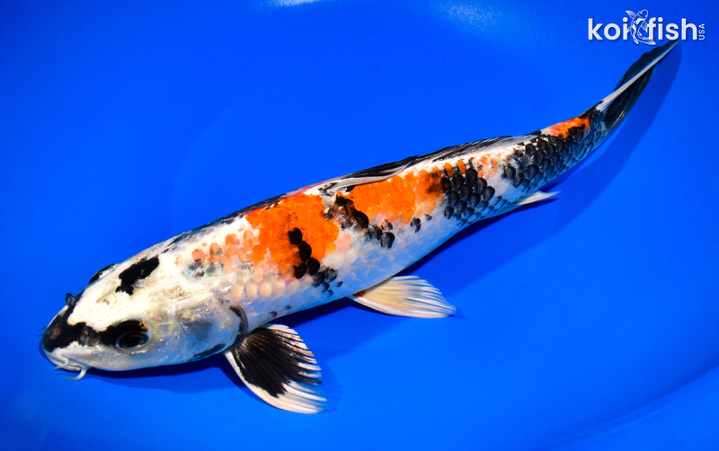 11.5" KIN SHOWA