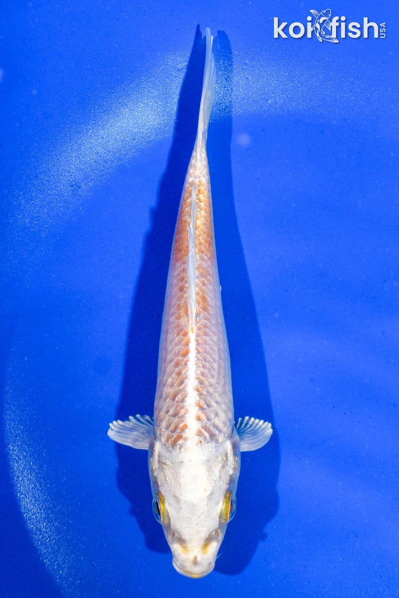 5" HARIWAKE