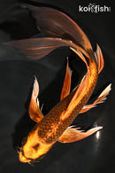 9.5" KIN ORENJI MATSUBA BUTTERFLY