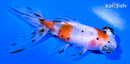 4.75" CALICO TELESCOPE FANTAIL GOLDFISH