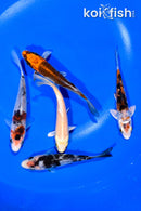 PACK OF (5) 4.25-4.5" STANDARD KOI