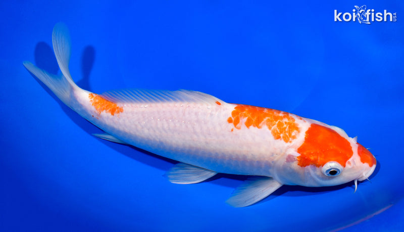 10" KOHAKU