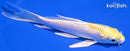 5.25" LEMON HARIWAKE BUTTERFLY