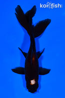 4.5" WATONAI GOLDFISH