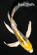 5.5" KIN KIKOKURYU BUTTERFLY