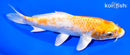 7.5" HARIWAKE
