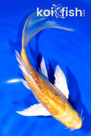 7" GINRIN HARIWAKE BUTTERFLY