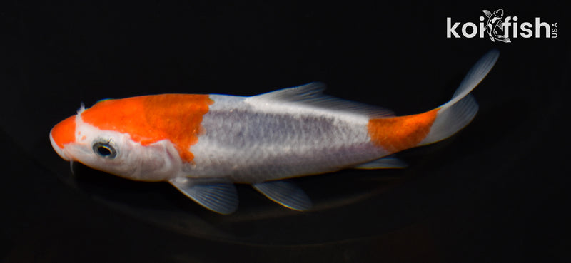 4" GOROMO
