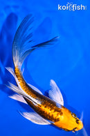 5.75" BENI KIKOKURYU BUTTERFLY