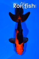 5.25" WATONAI GOLDFISH