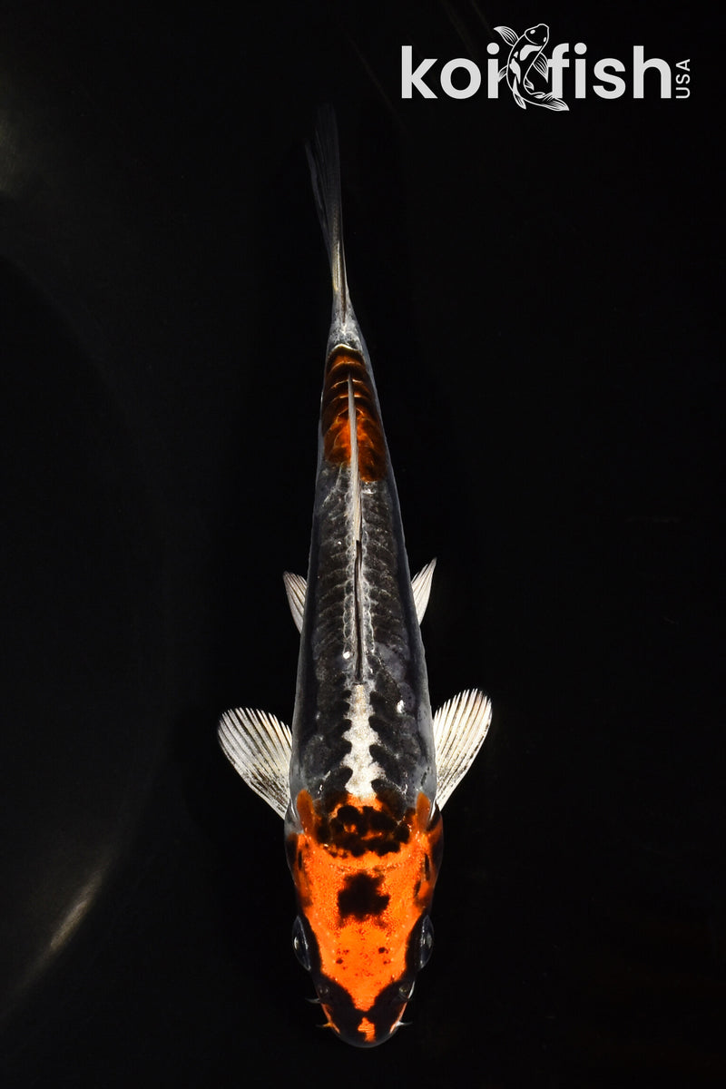 5" BENI KIKOKURYU