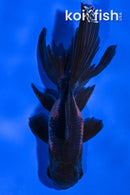 4.5" ORANDA GOLDFISH