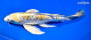 10.75" KIN KIKOKKURYU BUTTERFLY