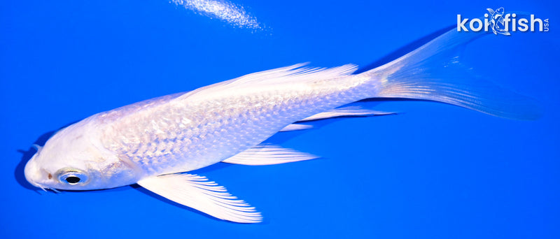 5" GINRIN PLATINUM OGON BUTTERFLY