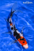 8.75" GINRIN KUCHIBENI SANKE BUTTERFLY