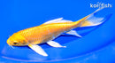 6.75" YAMABUKI OGON BUTTERFLY