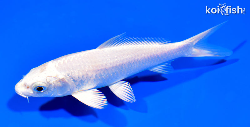 5.75" PLATINUM OGON