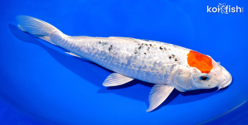 11" GINRIN TANCHO YAMATO NISHIKI