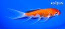 5.25" KOHAKU BUTTERFLY