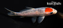 4.75" TANCHO GOSHIKI