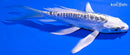5.75" GINRIN KIKOKURYU BUTTERFLY
