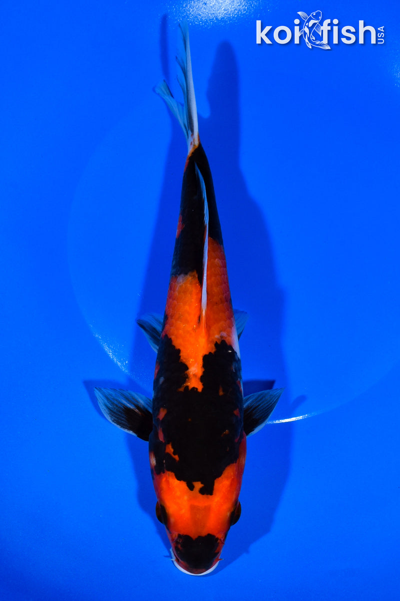 9.25" HI SHOWA