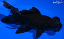 5.25" TELESCOPE FANTAIL GOLDFISH