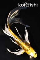 7.75" ARAGOKE KIN KIKOKURYU BUTTERFLY