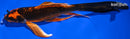 8.25" ORENJI MATSUBA BUTTERFLY