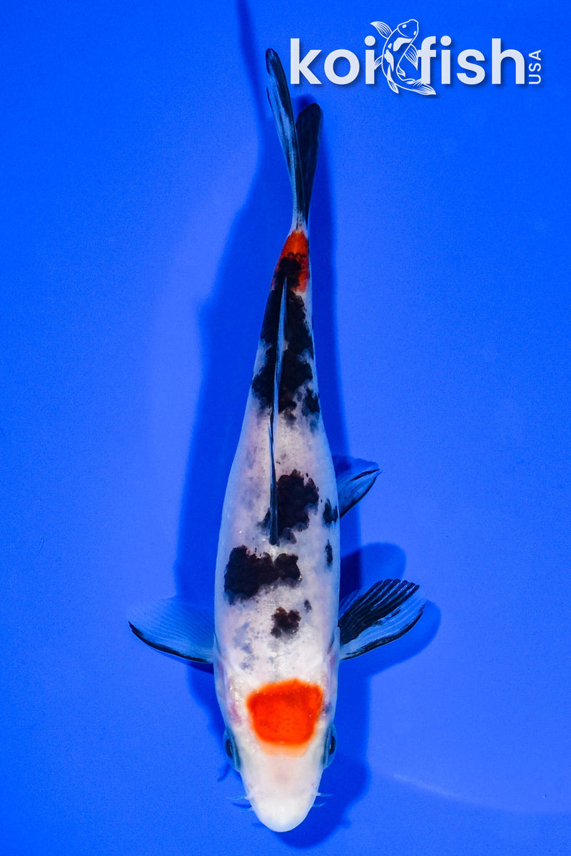 5.5" MARUTEN SANKE