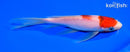 6.75" GOROMO BUTTERFLY