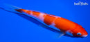 6.25" KOHAKU