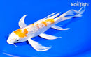 8" GINRIN HARIWAKE BUTTERFLY