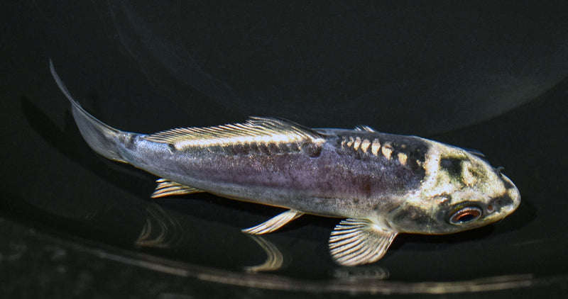 5" KIKOKURYU