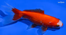 4.25" KUCHIBENI WAKIN GOLDFISH