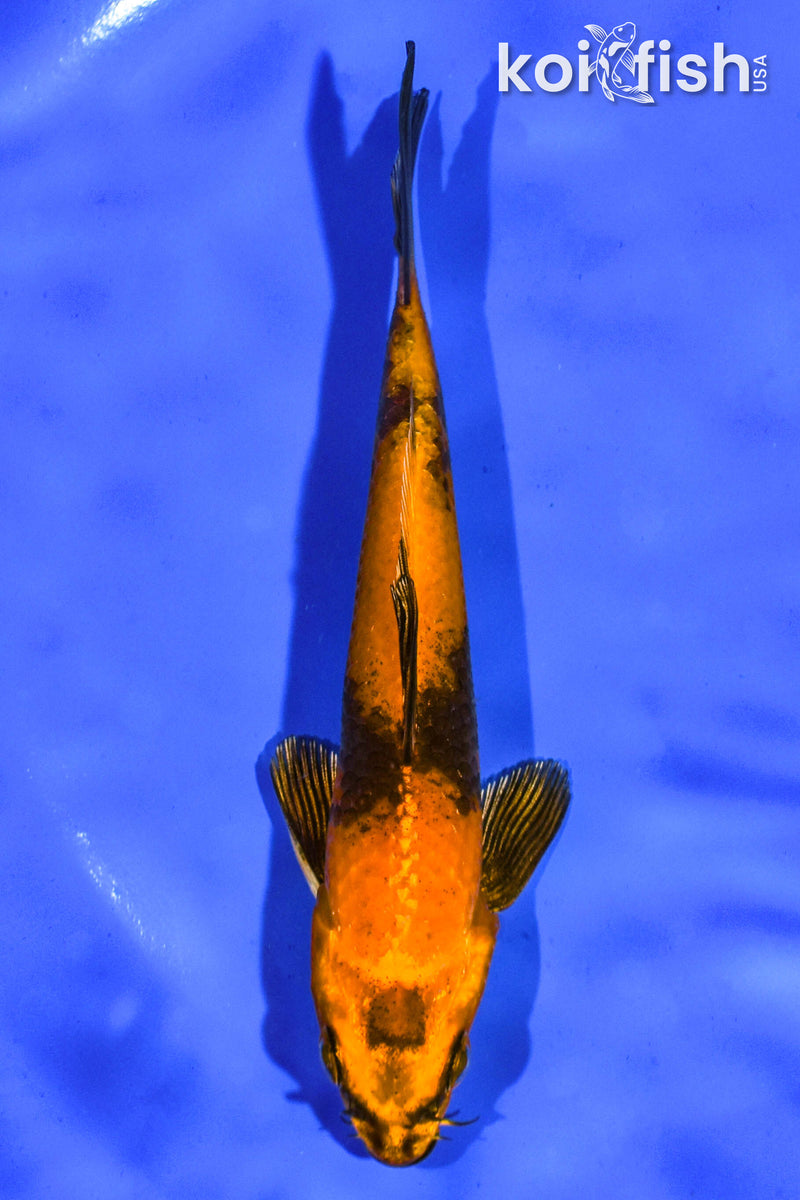 5" KIN HI UTSURI
