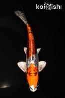 8.25" BENI KIKOKURYU