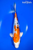 11.25" HEISEI NISHIKI