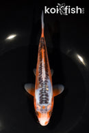 6.5" HI SHUSUI