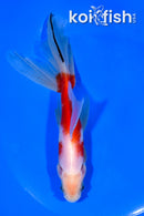 6.25" WATONAI GOLDFISH