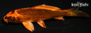 4.25" KIN ORENJI MATSUBA
