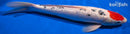 14.75" GINRIN TANCHO SANKE