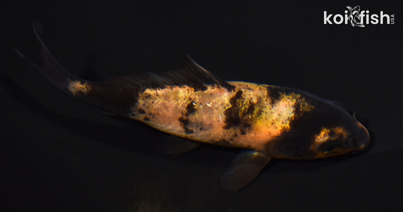 4" KI UTSURI