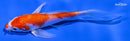 5" HARIWAKE BUTTERFLY