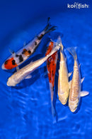 PACK OF (5) 4.25-4.75" STANDARD KOI