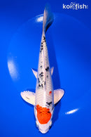 8" YAMATO NISHIKI