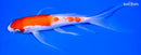 7.75" KOHAKU BUTTERFLY