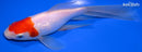 7.25" SARASA COMET GOLDFISH